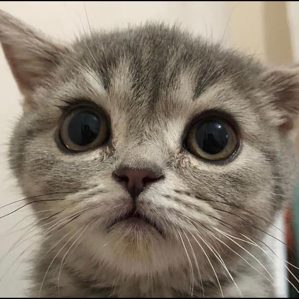 Meet your Posher, Jade